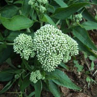 Austroeupatorium inulifolium (Kunth) R.M.King & H.Rob.